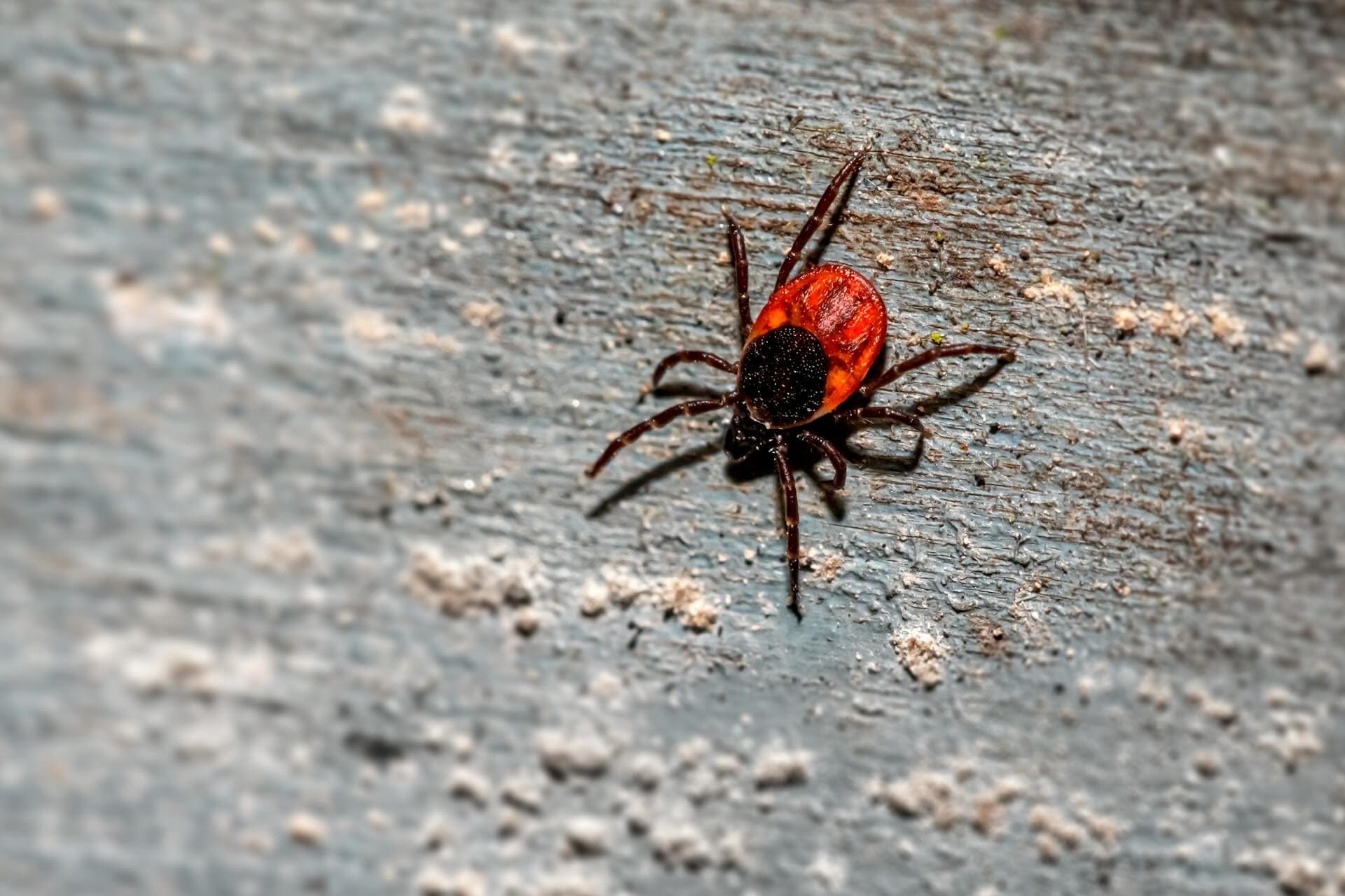 NYC's Record Tick Season: Protecting Your Family in 2025